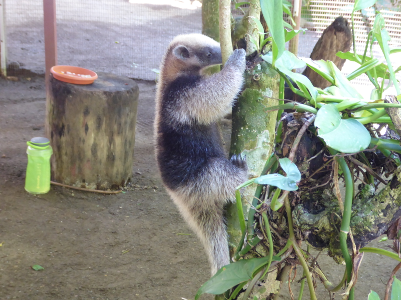 Baby Anteater.
